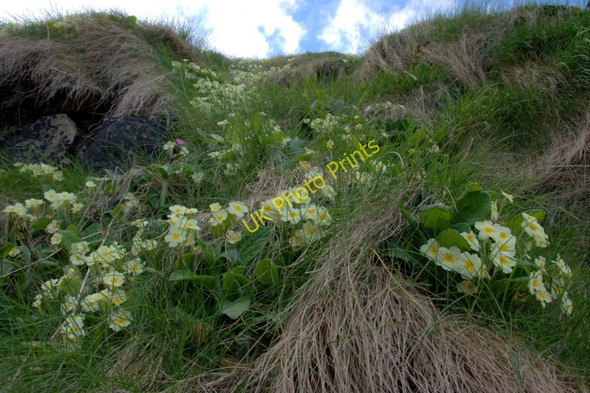 Photo 6"x4" Primroses (Primula vulgaris), Lund Underhoull c2010