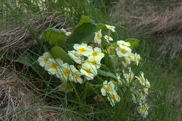 Photo 6"x4" Primrose (Primula vulgaris), Lund Underhoull c2010