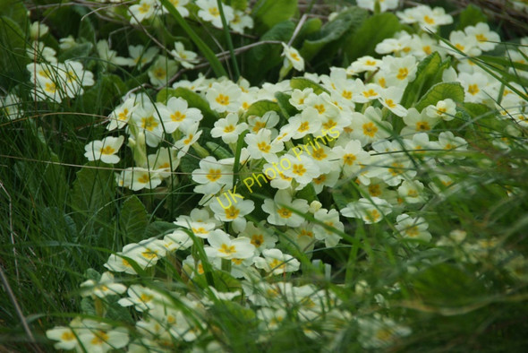 Photo 6"x4" Primroses (Primula vulgaris), Lund Underhoull c2010