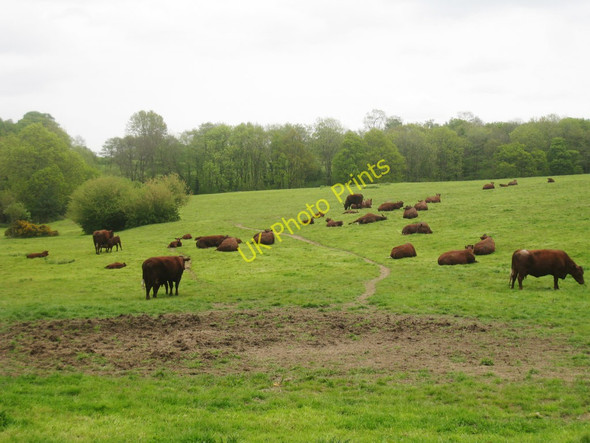 Photo 6"x4" Cows at Hooper's Farm Dormansland c2010