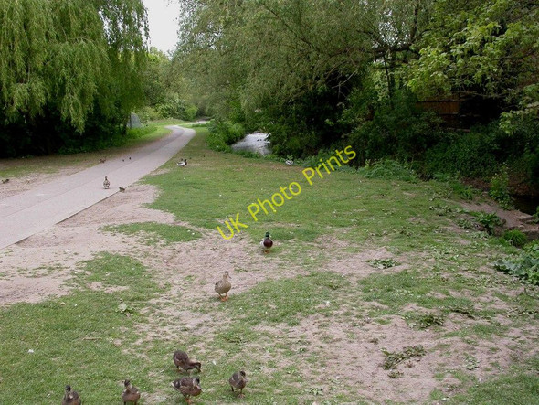 Photo 6"x4" Witham, ducks Witham c2010
