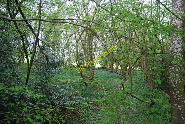 Photo 6"x4" Woodland by the path to Manning's Heath Doomsday Green c2010