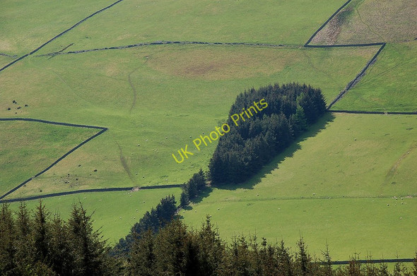 Photo 6"x4" Field boundaries on a Borders hillside Innerleithen c2010