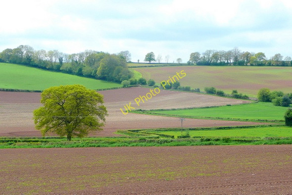 Photo 6"x4" Oak at Gamber Head Wormelow Tump c2010