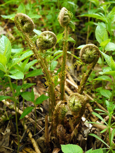 Photo 6"x4" Fern 'fiddleheads', Beltingham Nature Reserve Bardon Mill c2010