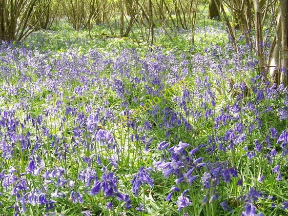 Photo 6"x4" Bluebell (Endymion non-scriptus), Garston Wood Deanland c2010