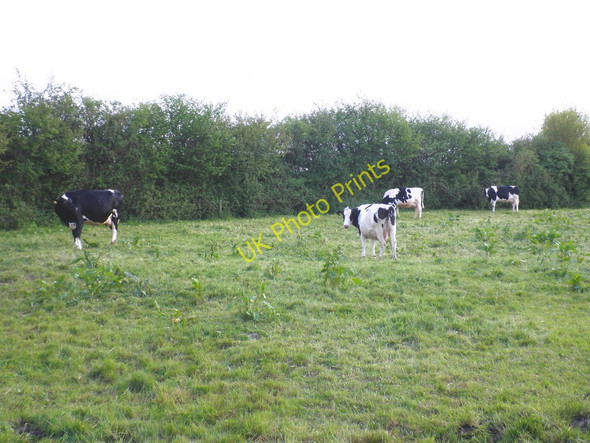 Photo 6"x4" Dairy cattle, grazing at Pithayes Farm Aller Grove c2010