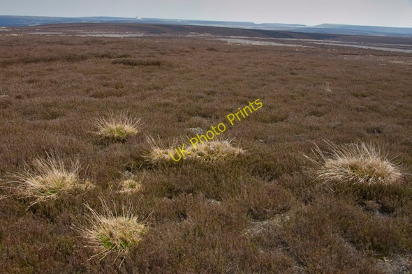 Photo 6"x4" Heather moor  on slopes of Simon Howe Goathland c2010