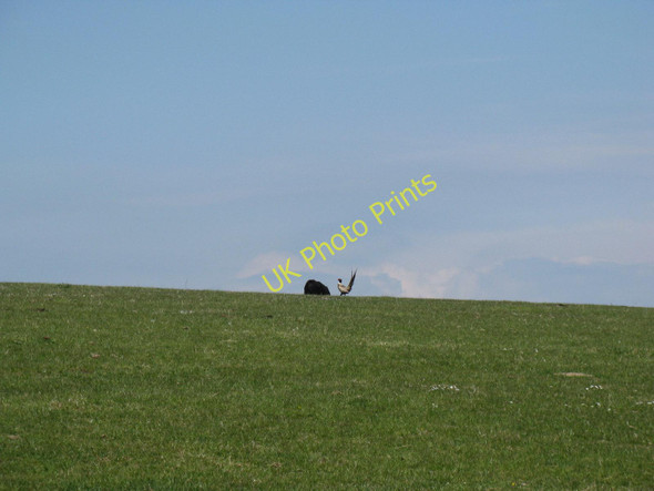 Photo 6"x4" Pheasant on Highdole Hill Telscombe c2010