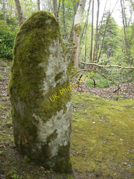 Photo 6"x4" Standing stone in Dunrobin Castle grounds Golspie c2010