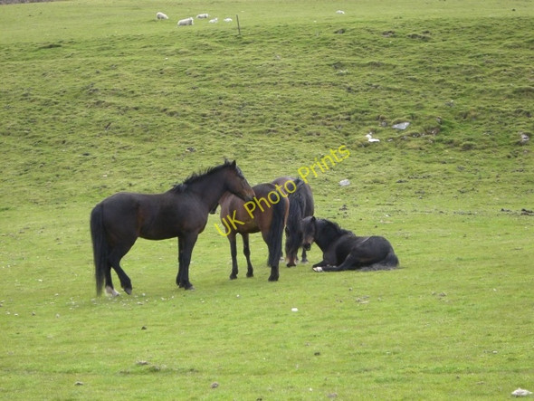 Photo 6"x4" Horses at Cambusavie Badninish c2010