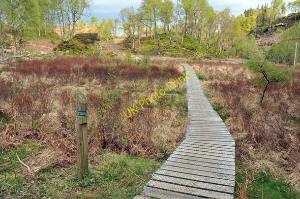 Photo 6"x4" Walk through the birch woodland near Loch Achray Brig o' Turk c2010