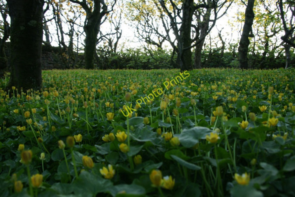 Photo 6"x4" Lesser Celandine (Ranunculus filicaria), Halligarth, Baltasound Baltasound c2010