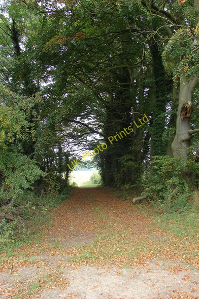 Photo 6"x4" Woodland track Gayton Thorpe c2007