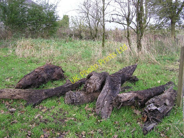 Photo 6"x4" Preserved bog wood at Camowen Beragh c2005