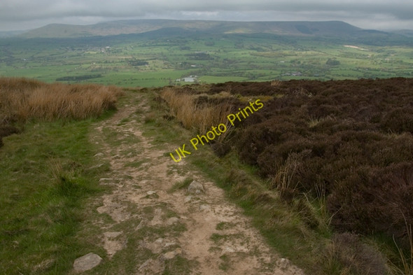 Photo 6"x4" Track across Thornley Hall Fell New Row\/SD6438 c2010