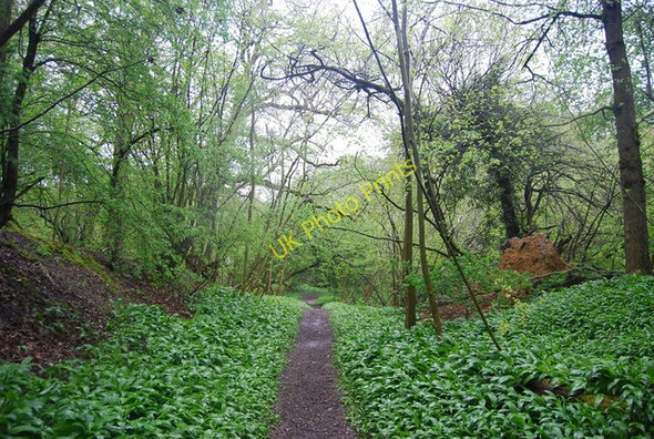 Photo 6"x4" Footpath towards the River Arun Itchingfield c2010