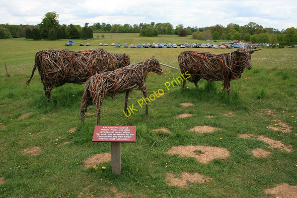 Photo 6"x4" Wicker cattle Tadden c2010
