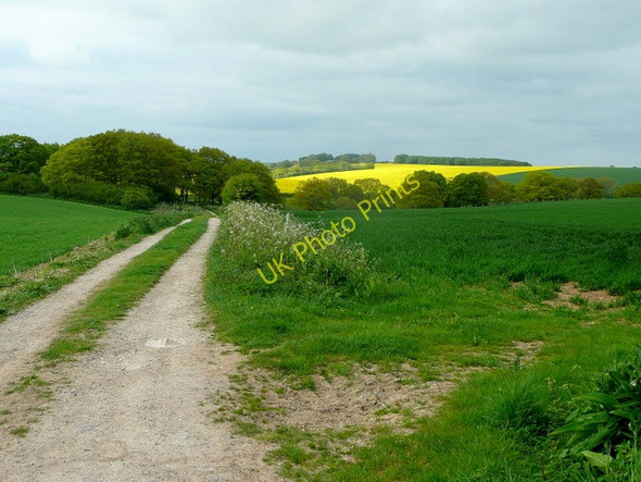 Photo 6"x4" Footpath north from the Ox Drove Martin Drove End c2010