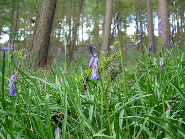 Photo 6"x4" Bluebells in Lindley Wood Lindley\/SE2249 c2010