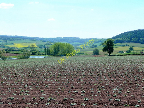 Photo 6"x4" Potato crop and irrigation ponds Kingstone\/SO6324 c2010
