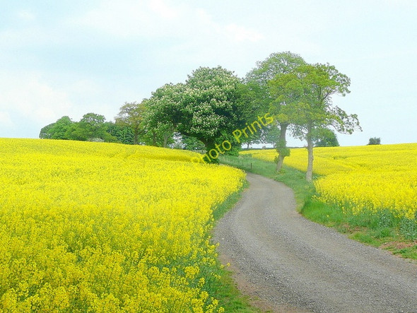 Photo 6"x4" Track through the rape crops Shirenewton c2010