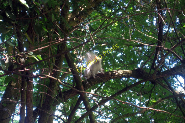 Photo 6"x4" Albino Squirrel Hastings\/TQ8110 c2010