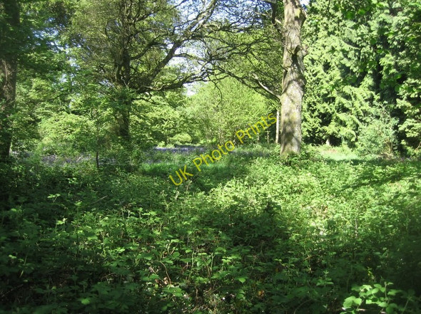 Photo 6"x4" Kingsmore Copse Ellisfield c2010