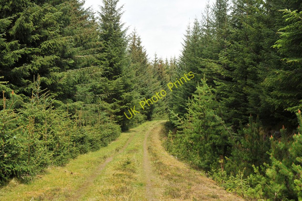 Photo 6"x4" Grassy forest track near Inverlair Inverlair c2010