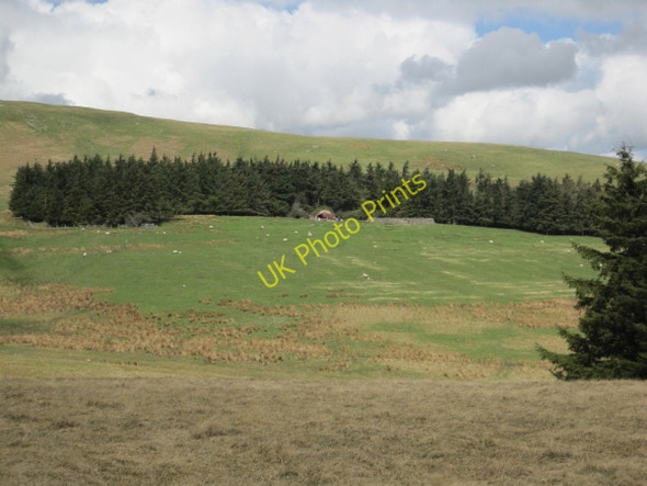 Photo 6"x4" Plantation and Sheepfold below Hazeltonrig Alnham c2010
