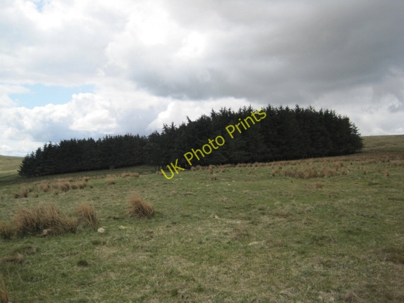 Photo 6"x4" Sing Moor Plantation Clennell c2010
