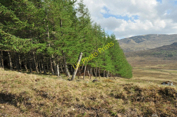 Photo 6"x4" Edge of a small forest plantation near the Spey Meall a' Ghiubhais\/NN5096 c2010