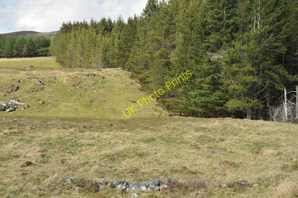 Photo 6"x4" Edge of a small forest plantation near the Spey Alltachorain c2010