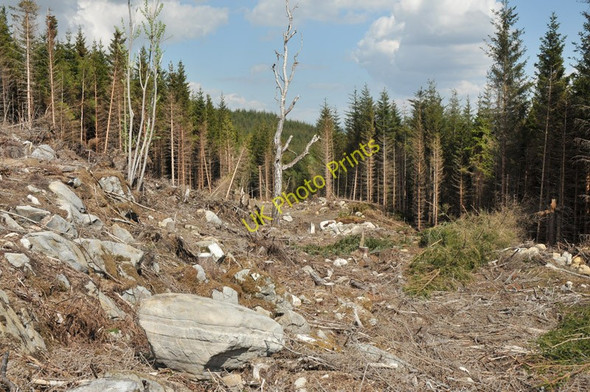Photo 6"x4" Forest and clear fell near Loch Laggan Ardverikie c2010