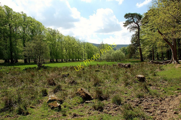 Photo 6"x4" Flood plain by the Tweed at Dawyck Bellspool c2010