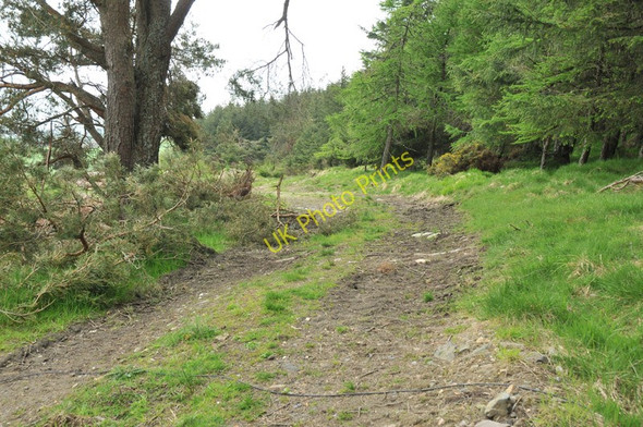 Photo 6"x4" Track into Milbrae Wood Mill of Lynebain c2010