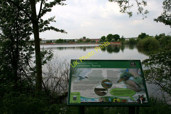 Photo 6"x4" Common Terns information board Beeston\/SK5236 c2010