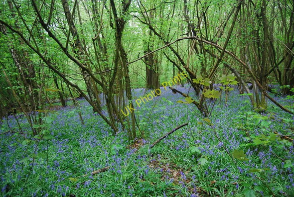 Photo 6"x4" Bluebells, South Wood Rudgwick c2010