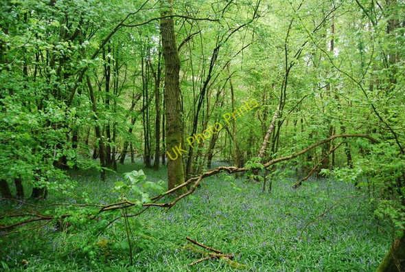Photo 6"x4" Bluebells, South Wood Rudgwick c2010