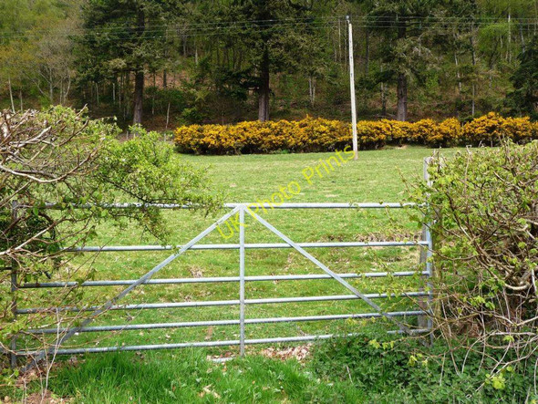 Photo 6"x4" Greens and yellows Llandrillo c2010