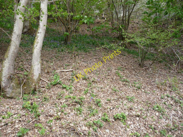 Photo 6"x4" Bluebells on the hillside Llandderfel c2010