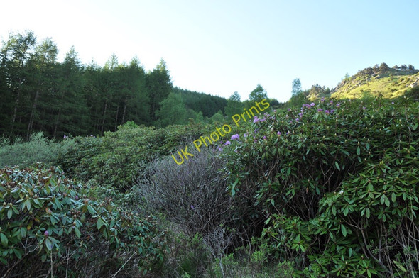 Photo 6"x4" Rhododendrons and the edge of the forest plantation Glenetive Forest c2010