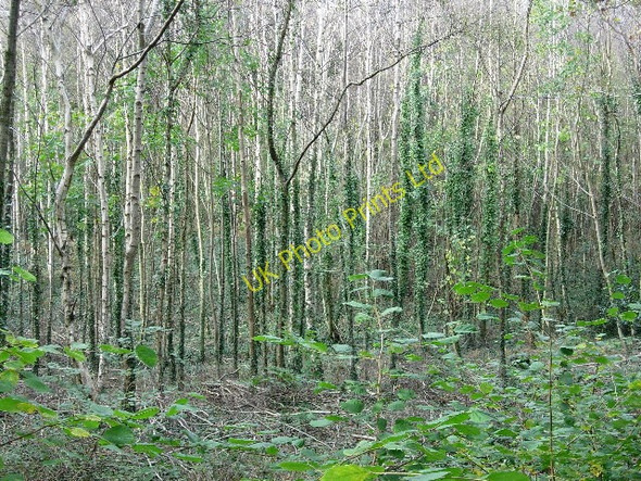 Photo 6"x4" Birch woodland Tapnage c2005