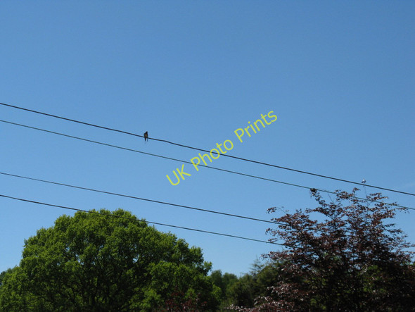 Photo 6"x4" Swallow on power lines by Nursery Lane Waldron Down c2010