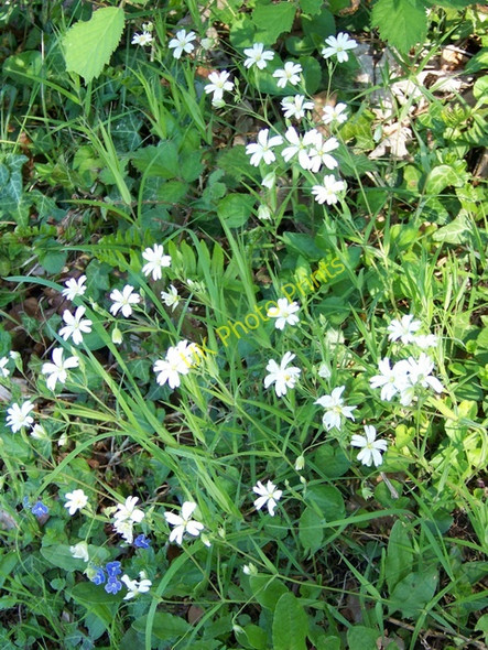 Photo 6"x4" Stitchwort, Woolton Hill Woolton Hill c2010