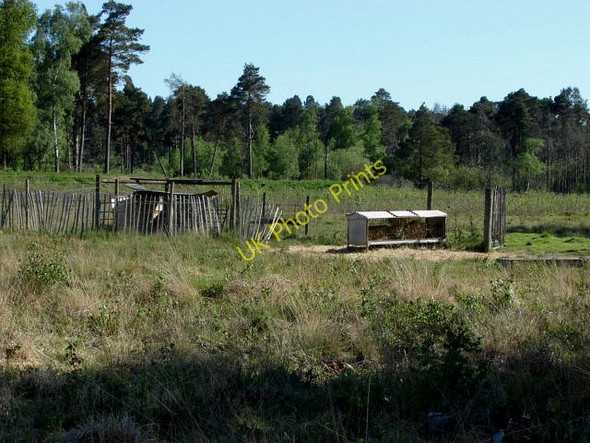 Photo 6"x4" Swinley Forest North Ascot c2010