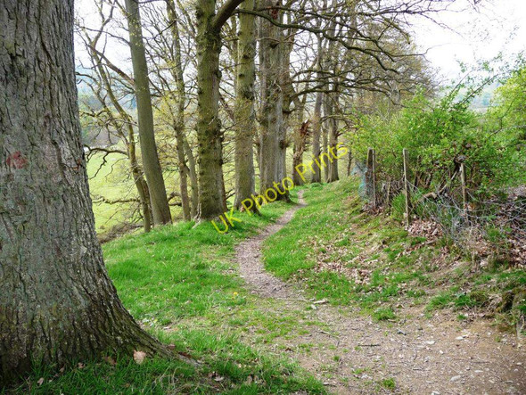 Photo 6"x4" Well-used footpath Llandderfel c2010