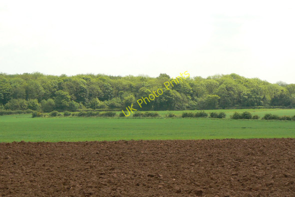 Photo 6"x4" Bulwell Wood Westville\/SK5147 c2010