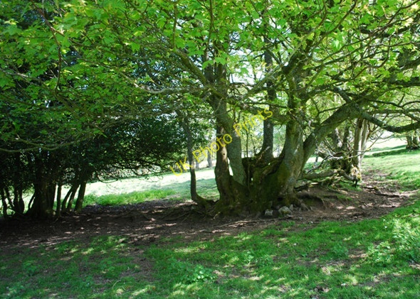 Photo 6"x4" Old hedgerows, Blakemoregate. Crowsnest\/SJ3601 c2010