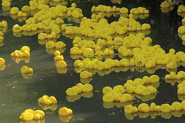 Photo 6"x4" Annual Duck Race, River Leven Great Ayton c2010